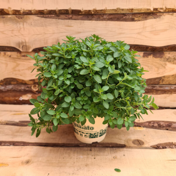 Origano officinale compatto