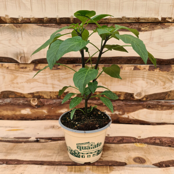 Peperoncino jalapeno F1