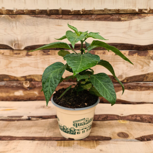 Peperoncino super piccante habanero chocolate