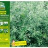 Artemisia Assenzio - immagine 2