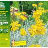 Helichrysum Italicum "Liquirizia" - immagine 4