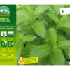 Menta svizzera - immagine 2
