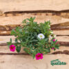 Calibrachoa petunia - immagine 4
