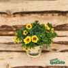 Calibrachoa petunia - immagine 3