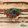 Calibrachoa petunia - immagine 2