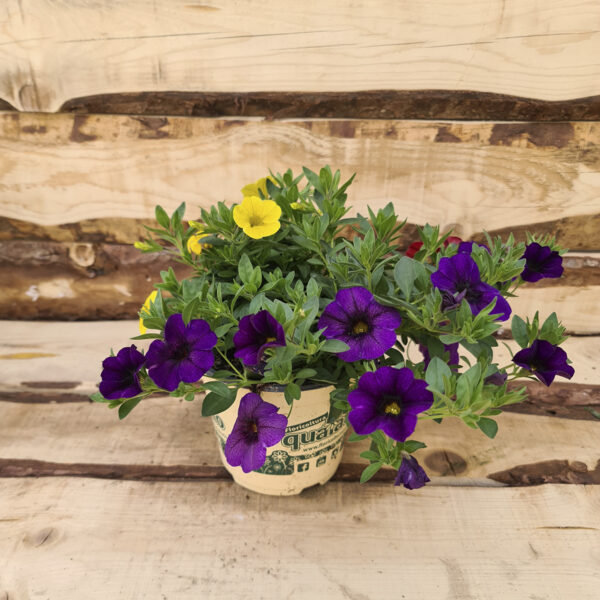 Calibrachoa petunia