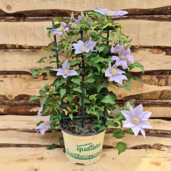 Clematis