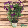 Clematis - immagine 2