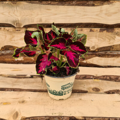 Coleus