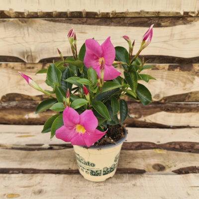 Dipladenia