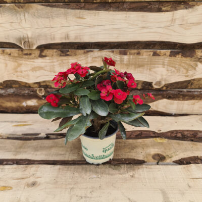 Euphorbia milii