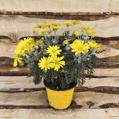 Euryops pectinatus