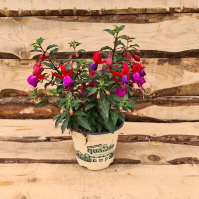 Fuchsia