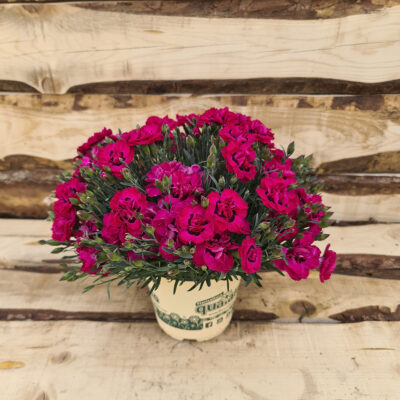 Dianthus Garofano