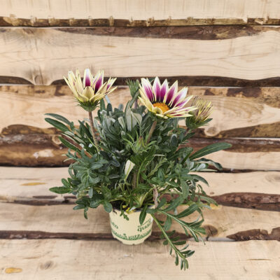 Gazania