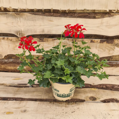 Geranio mini balcon
