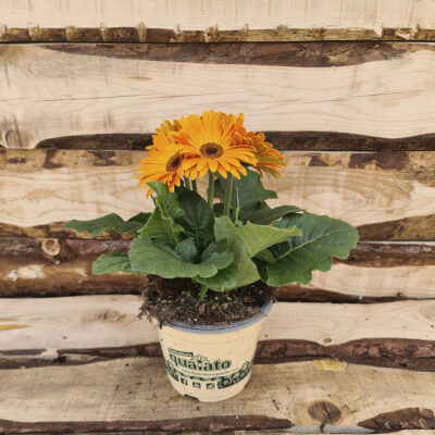 Gerbera