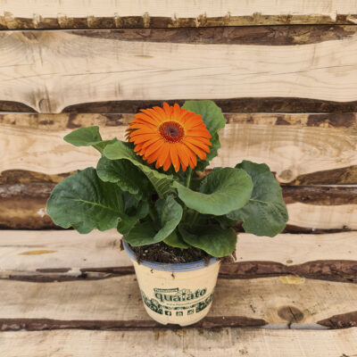 Gerbera foglia larga