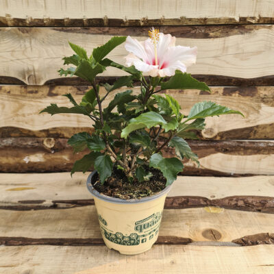 Hibiscus