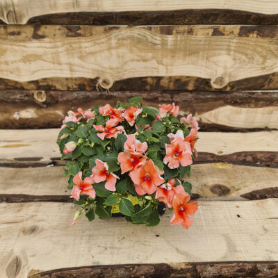 Impatiens "fiore di vetro"
