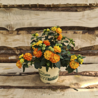Lantana camara