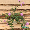 Lantana sellowiana - immagine 3