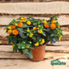 Lantana sellowiana - immagine 2