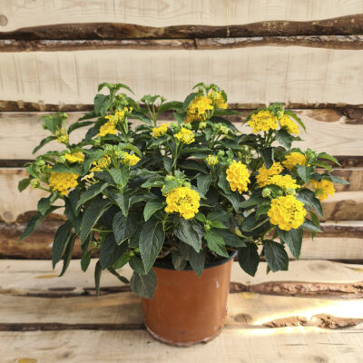Lantana sellowiana