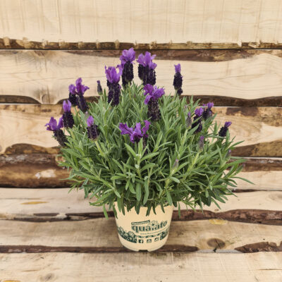 Lavanda-stoechas