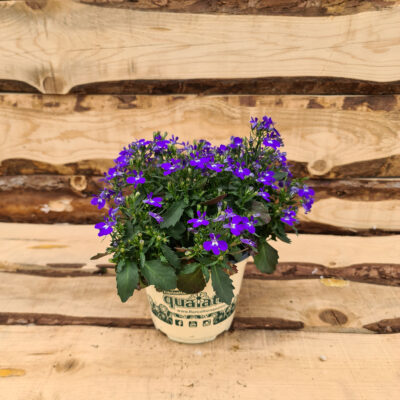 Lobelia