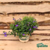Lobelia - immagine 3
