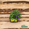 Lobelia - immagine 2