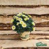 Margherita - immagine 2