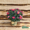 Margherita - immagine 3