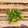 Mecardonia - immagine 2