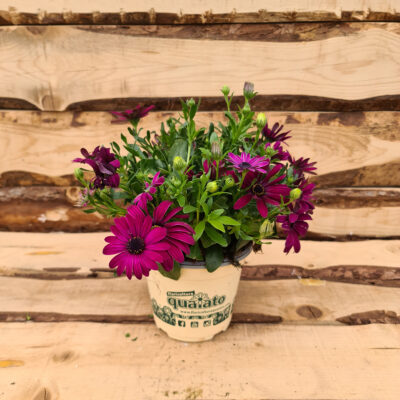 Osteospermum
