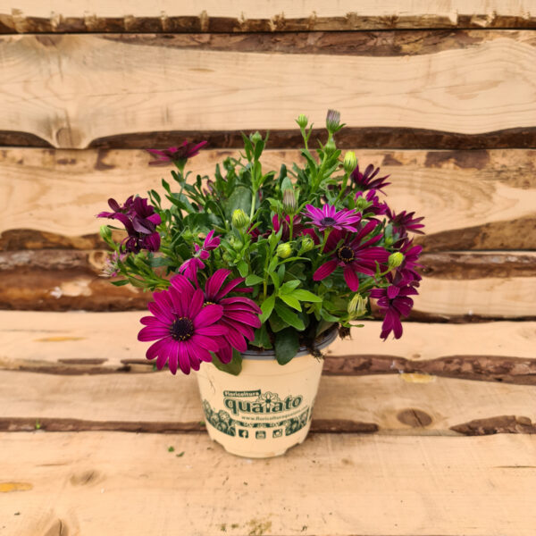 Osteospermum