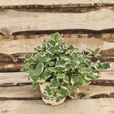 Plectranthus coleoides
