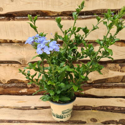 Plumbago