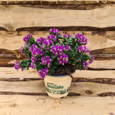 Polygala myrtifolia