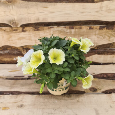 Potunia