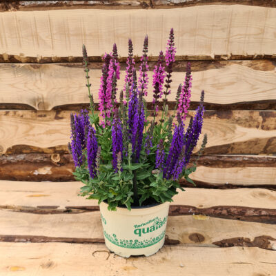 Salvia nemorosa