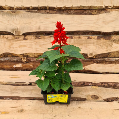 Salvia splendens