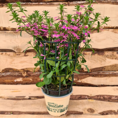 Scaevola aemula