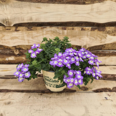 Verbena