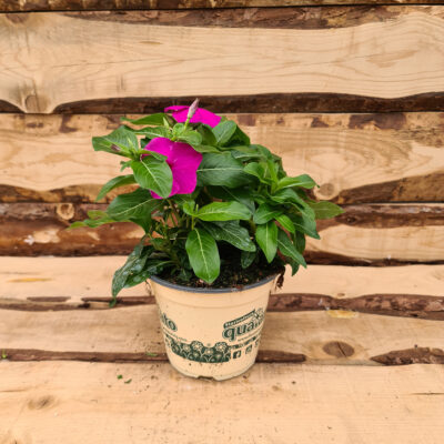 Vinca