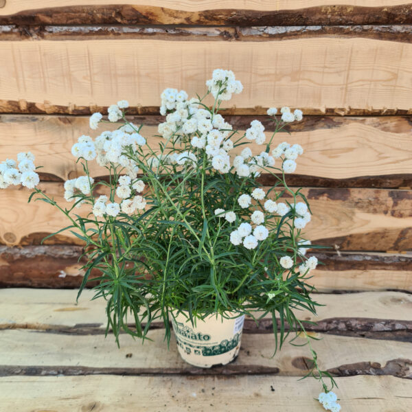 Achillea ptarmica