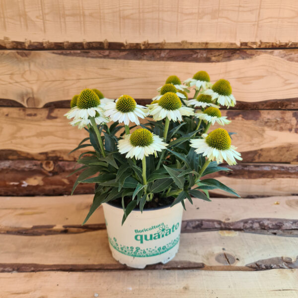 Echinacea purpurea