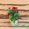 Echinacea purpurea - immagine 2