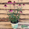 Echinacea purpurea - immagine 3